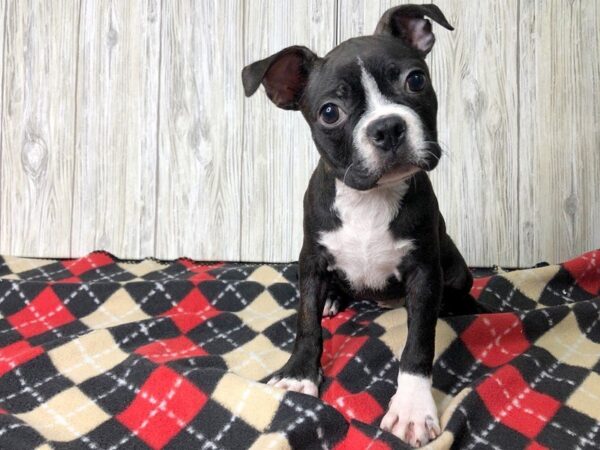 Boston Terrier-DOG-Male-blk wh-2415-Petland Hilliard, Ohio