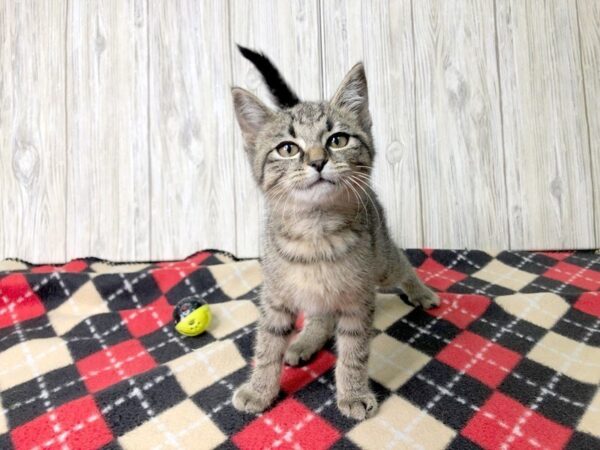 Domestic Short Hair-CAT-Male-striped-2408-Petland Hilliard, Ohio