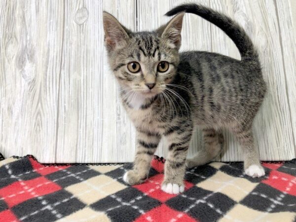 Domestic Short Hair-CAT-Female-small stripped-2409-Petland Hilliard, Ohio