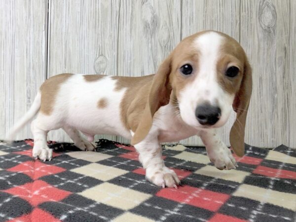 Dachshund-DOG-Male--2429-Petland Hilliard, Ohio