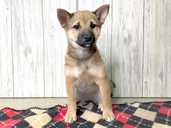 Shiba Inu-DOG-Female-Red-2418-Petland Hilliard, Ohio