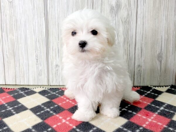 Maltese-DOG-Male-White-2435-Petland Hilliard, Ohio