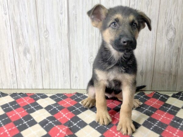 German Shepherd DOG Male Black  Brown 2438 Petland Hilliard, Ohio