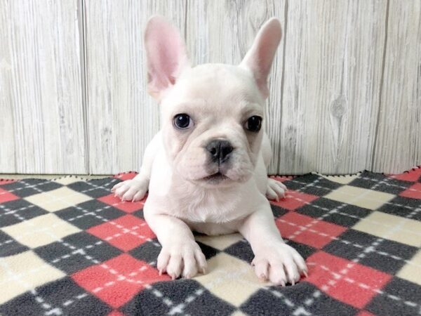 French Bulldog-DOG-Female-Cream-2434-Petland Hilliard, Ohio