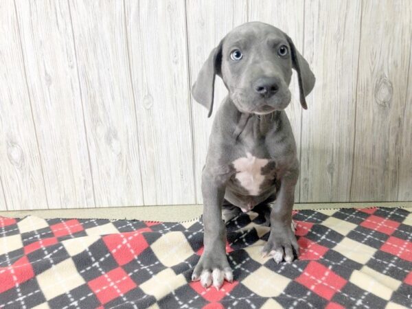 Great Dane-DOG-Male-Gray-2437-Petland Hilliard, Ohio