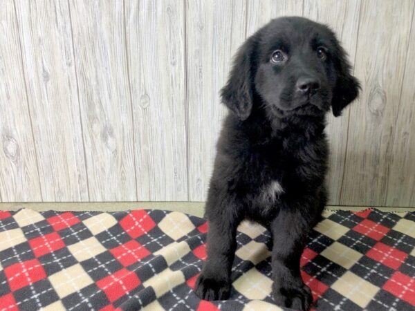 Newfoundland DOG Female 2436 Petland Hilliard, Ohio