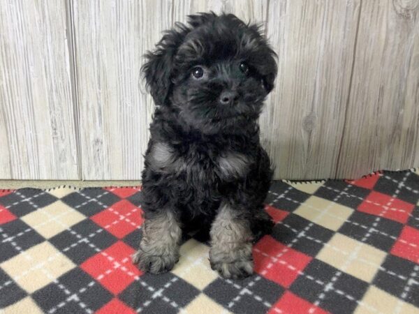 Schnoodle DOG Female Black / Tan 2433 Petland Hilliard, Ohio