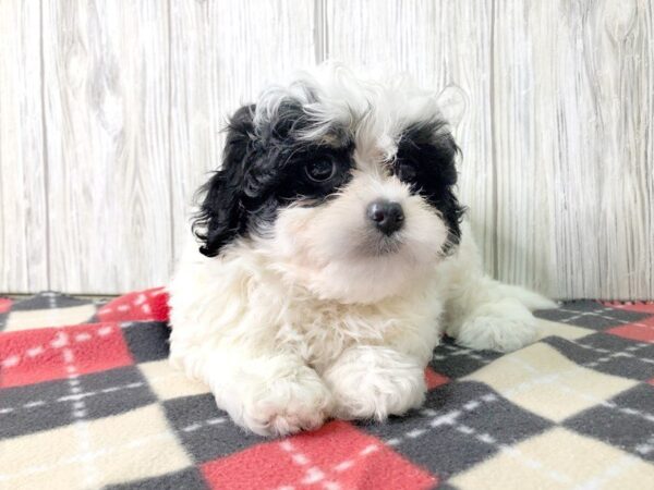 Teddy Bear DOG Female Black & White 2440 Petland Hilliard, Ohio