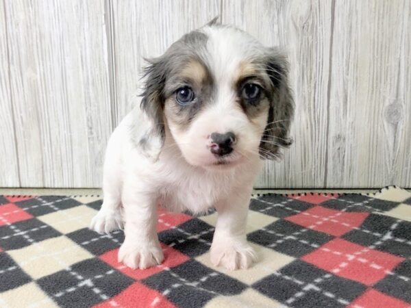 Cocker Chon-DOG-Female-BLUE MERLE PARTI-2439-Petland Hilliard, Ohio