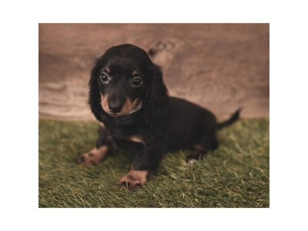 Dachshund-DOG-Female-Black / Tan-2441-Petland Hilliard, Ohio