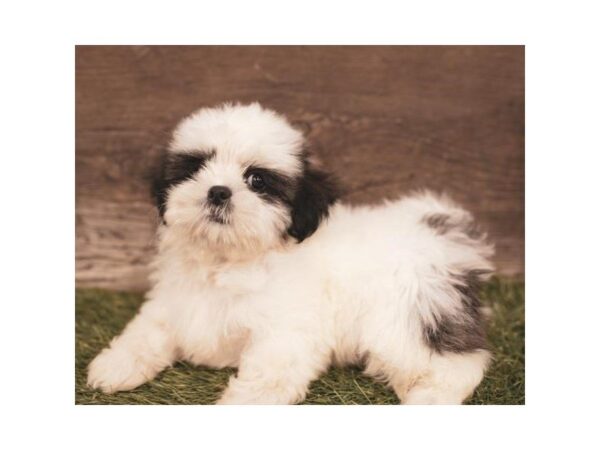 Shih Tzu-DOG-Male-Gold / White-2443-Petland Hilliard, Ohio