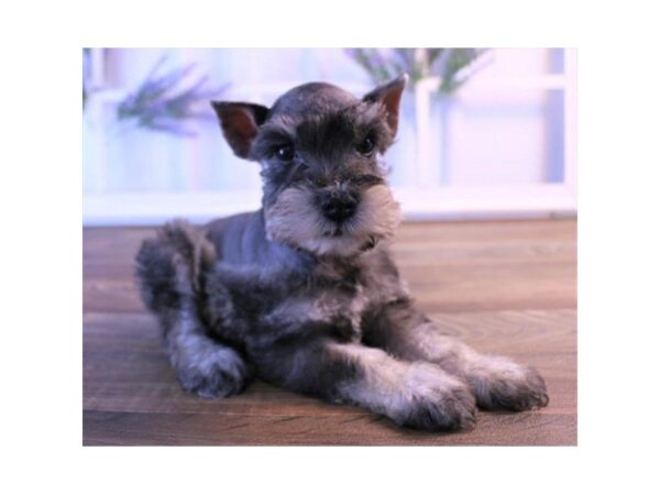 Miniature Schnauzer-DOG-Female-Salt / Pepper-2444-Petland Hilliard, Ohio