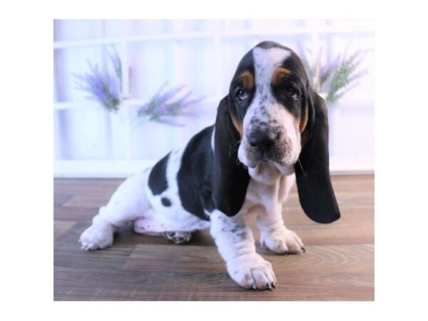 Basset Hound-DOG-Female-Black White / Tan-2445-Petland Hilliard, Ohio