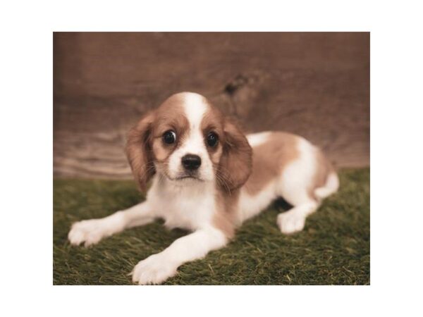 Cavalier King Charles Spaniel DOG Female Black White / Tan 2446 Petland Hilliard, Ohio