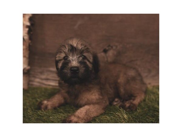 Soft Coated Wheaten Terrier DOG Female Wheaten 2447 Petland Hilliard, Ohio