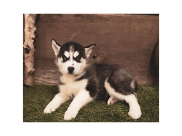 Siberian Husky-DOG-Female-Black / White-2449-Petland Hilliard, Ohio