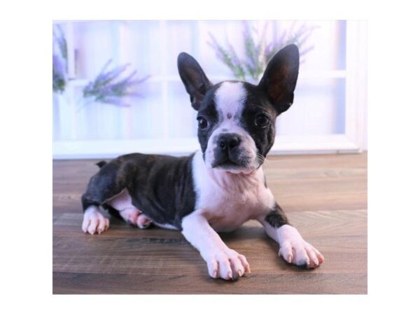 Boston Terrier-DOG-Female-Brindle-2450-Petland Hilliard, Ohio