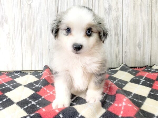 Aussimo-DOG-Male-BLUE MERLE-2453-Petland Hilliard, Ohio