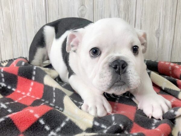 English Bulldog DOG Male 2455 Petland Hilliard, Ohio