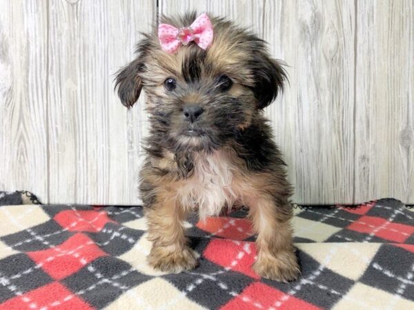 Shorkie-DOG-Female-BEIGE-2461-Petland Hilliard, Ohio