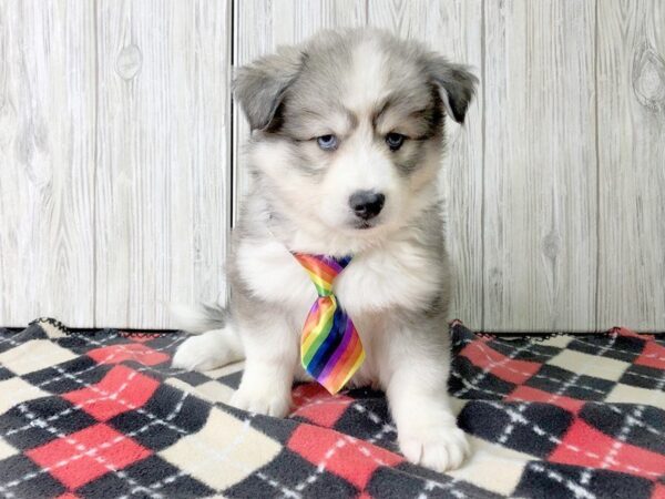 Pomski-DOG-Female-GRAY WHITE-2460-Petland Hilliard, Ohio