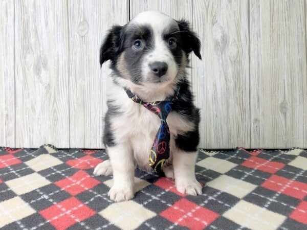 Mini Aussie-DOG-Female-BLK TRI-2459-Petland Hilliard, Ohio