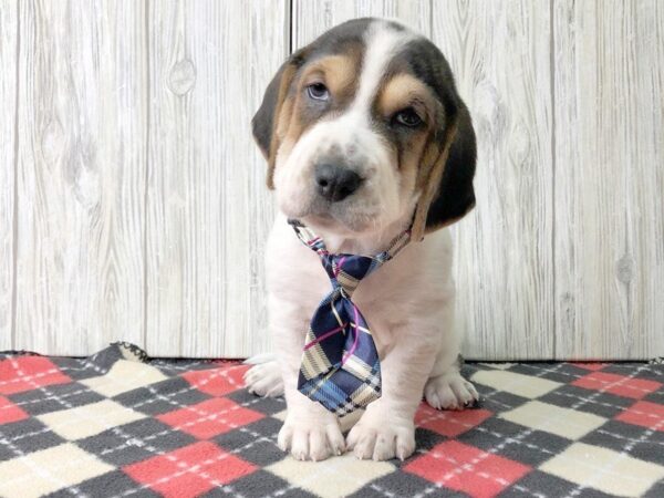 Walrus-DOG-Female-Black Tri-2458-Petland Hilliard, Ohio