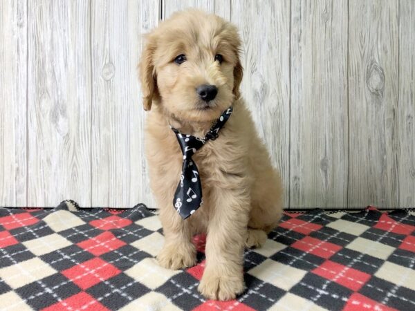 F1 B Mini Goldendoodle-DOG-Male-Red-2456-Petland Hilliard, Ohio