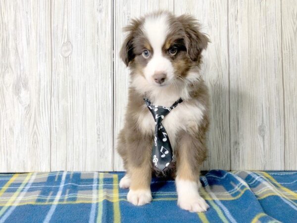 Miniature Australian Shepherd-DOG-Male-Red-2462-Petland Hilliard, Ohio