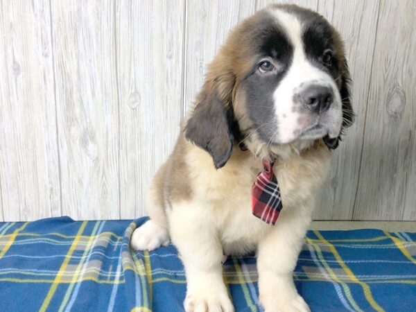 Saint Bernard DOG Male Brown / White 2463 Petland Hilliard, Ohio