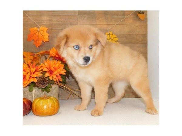 Pomsky 2nd Gen-DOG-Female-Orange-2467-Petland Hilliard, Ohio