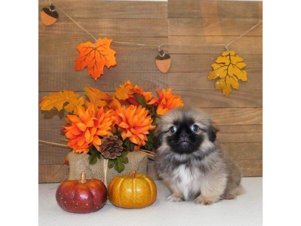 Pekingese-DOG-Male-Fawn Sable-2468-Petland Hilliard, Ohio