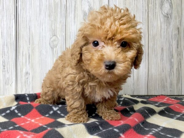 Poodle DOG Male 2469 Petland Hilliard, Ohio