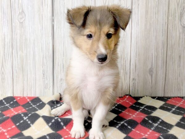 Sheltie-DOG-Female--2470-Petland Hilliard, Ohio