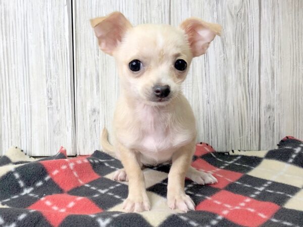 Chihuahua DOG Female Fawn 2475 Petland Hilliard, Ohio