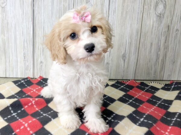 Cavachon-DOG-Female-Blenheim-2472-Petland Hilliard, Ohio