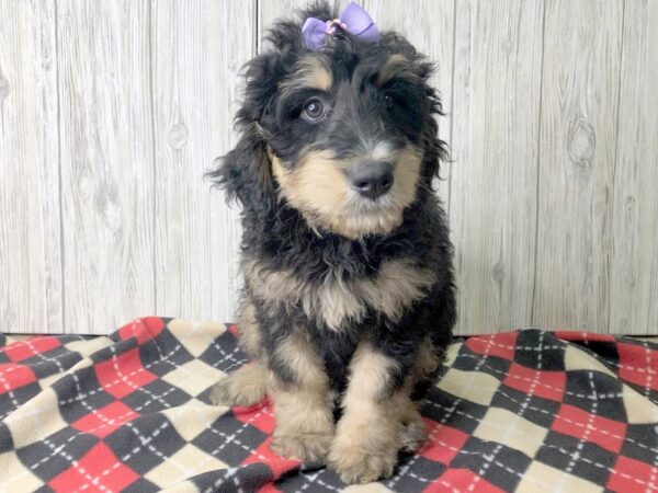 Bernadoodle-DOG-Female-Black Rust / White-2477-Petland Hilliard, Ohio