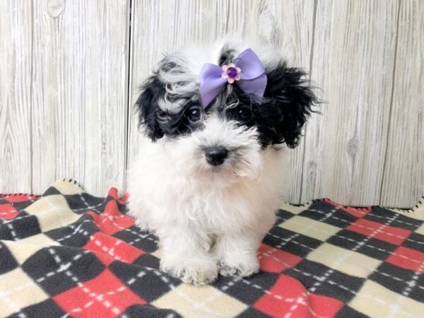 Teddy Bear-DOG-Female-BLK WHITE-2479-Petland Hilliard, Ohio