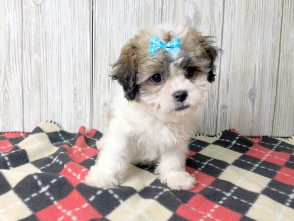 Teddy Bear DOG Male Brown / White 2473 Petland Hilliard, Ohio