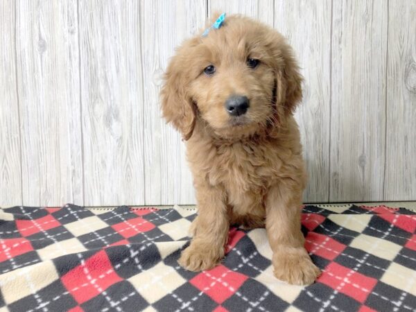 Goldendoodle-DOG-Male-Golden-2478-Petland Hilliard, Ohio