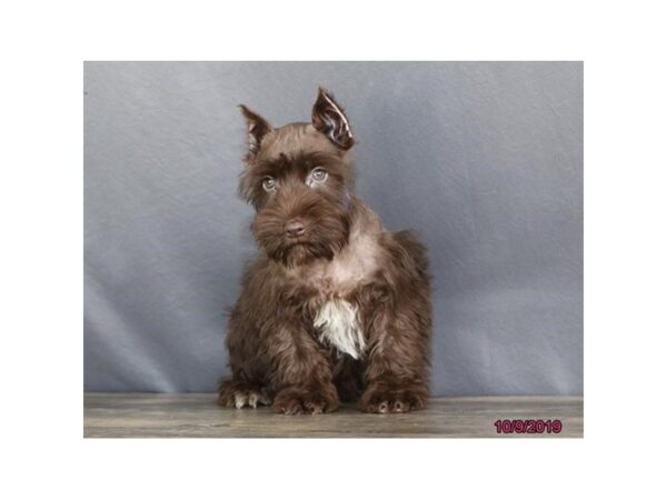 Miniature Schnauzer DOG Male Liver 2481 Petland Hilliard, Ohio