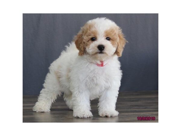 Poodle/Bichon-DOG-Male-Apricot-2482-Petland Hilliard, Ohio