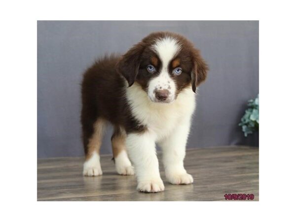 Australian Shepherd-DOG-Male-Red-2483-Petland Hilliard, Ohio