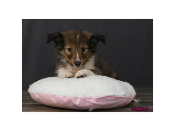 Shetland Sheepdog-DOG-Male-Sable / White-2485-Petland Hilliard, Ohio