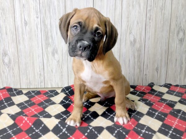 Boxer-DOG-Male-Fawn & White-2486-Petland Hilliard, Ohio