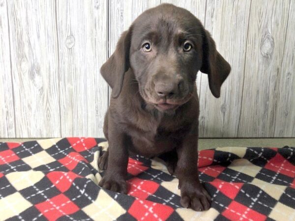 Labrador Retriever-DOG-Female-Chocolate-2487-Petland Hilliard, Ohio