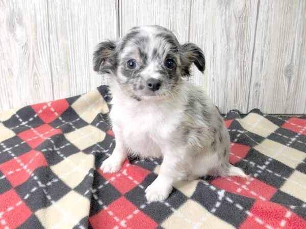 Chihuahua DOG Male BLUE MERLE 2492 Petland Hilliard, Ohio