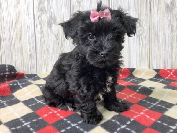 Yorkie Chon-DOG-Female-BLK TAN-2488-Petland Hilliard, Ohio