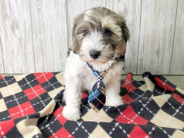 Havanese-DOG-Male-brown white-2490-Petland Hilliard, Ohio