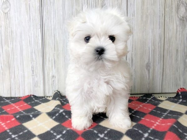 Maltese-DOG-Male-White-2497-Petland Hilliard, Ohio